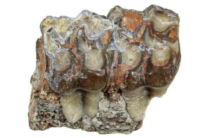 Fossil Horse (Mesohippus) Jaw Section - South Dakota #254953